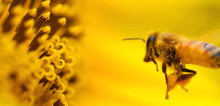 프로폴리스 효능