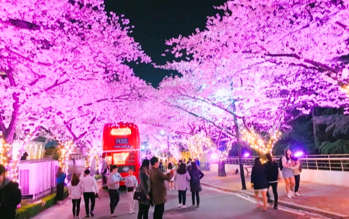 이월드 블라썸 벚꽃축제