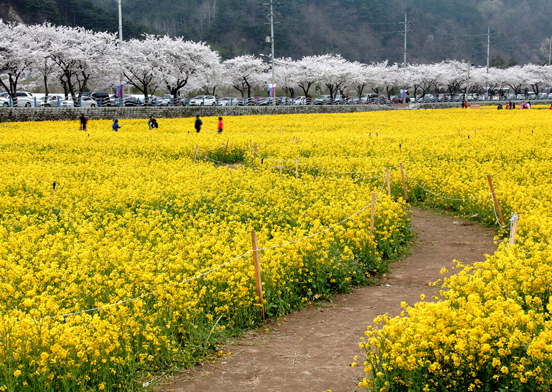 삼척 맹방유채꽃축제, 봄의 향연 속으로_관련사진