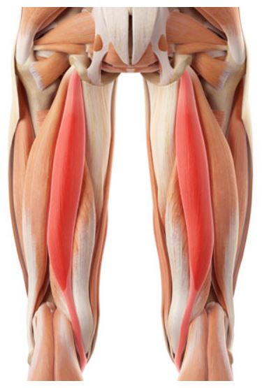 햄스트링 근육 그림