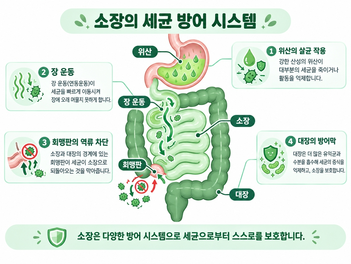 SIBO 원인 소장 방어 장치 위산 장 운동