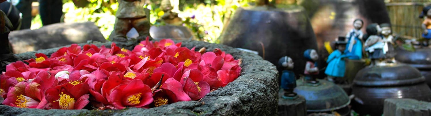 오동도를-붉게-물드리는-동백꽃