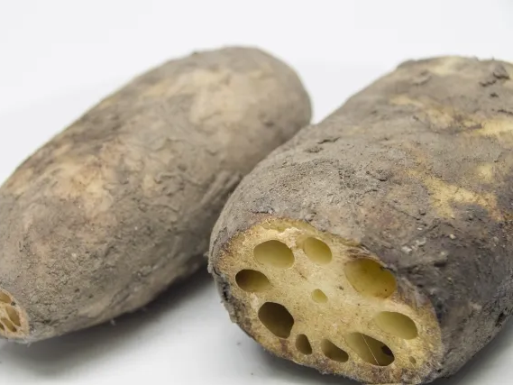 연근 면역 강화 효능