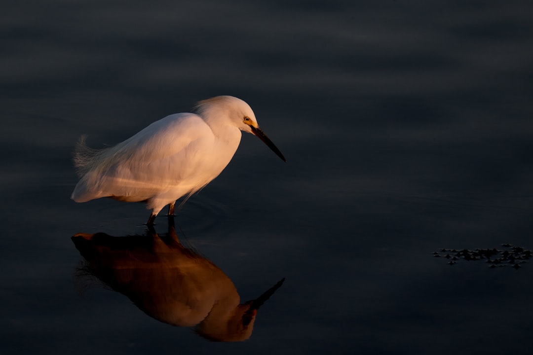 Crane