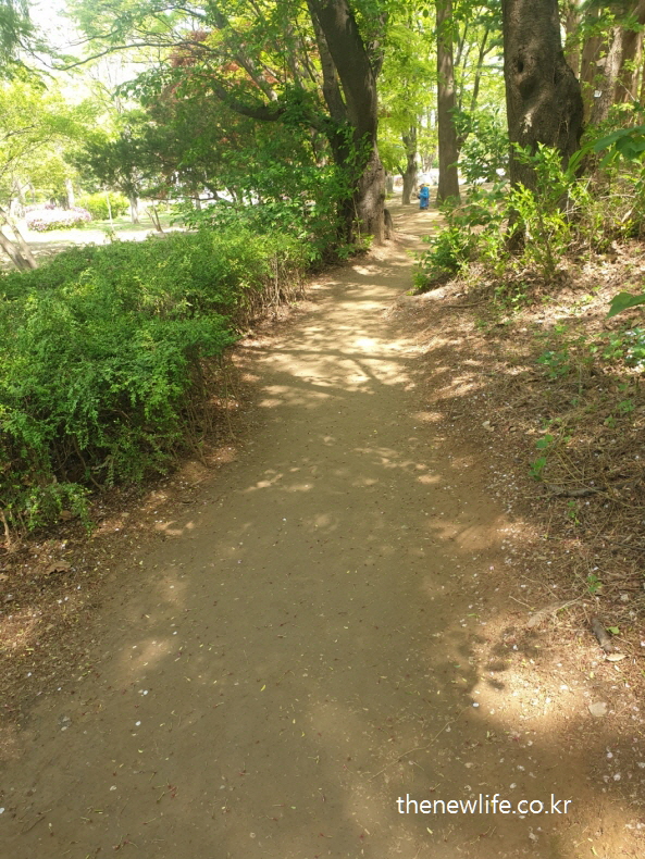 Straight dirt trail in the forest of Children's Grand Park surrounded by spring greenery-어린이대공원 숲속의 봄 초록으로 둘러싸인 곧은 맨발걷기 흙길