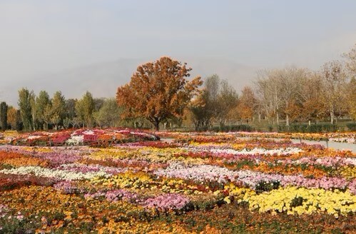 고양국제꽃박람회 2025! 일산 호수공원 개막일·입장료·주차 총정리