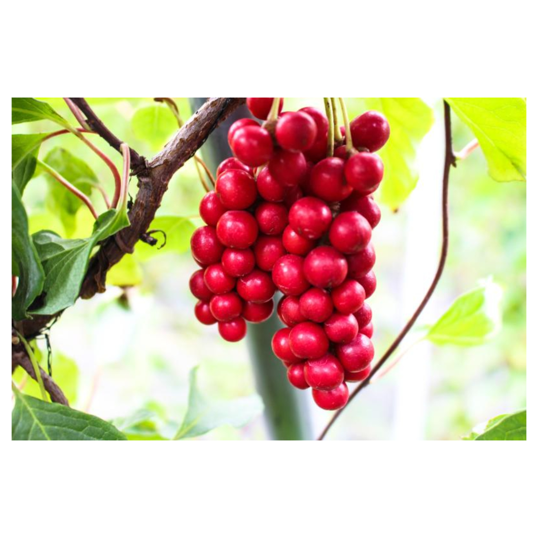 오미자청과 관련된 사진입니다.