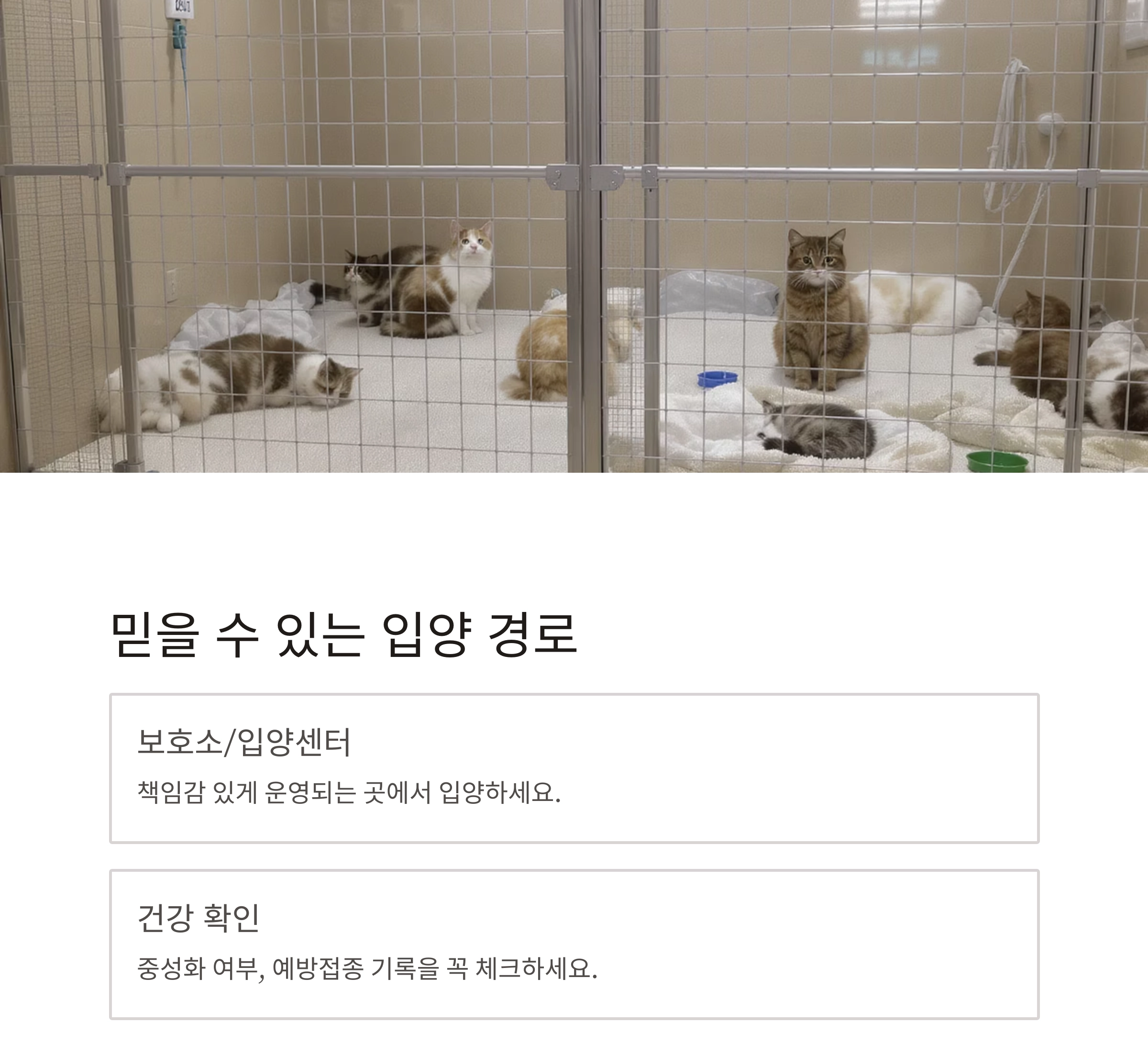 후회 없는 선택을 위한 고양이 입양 전 체크리스트