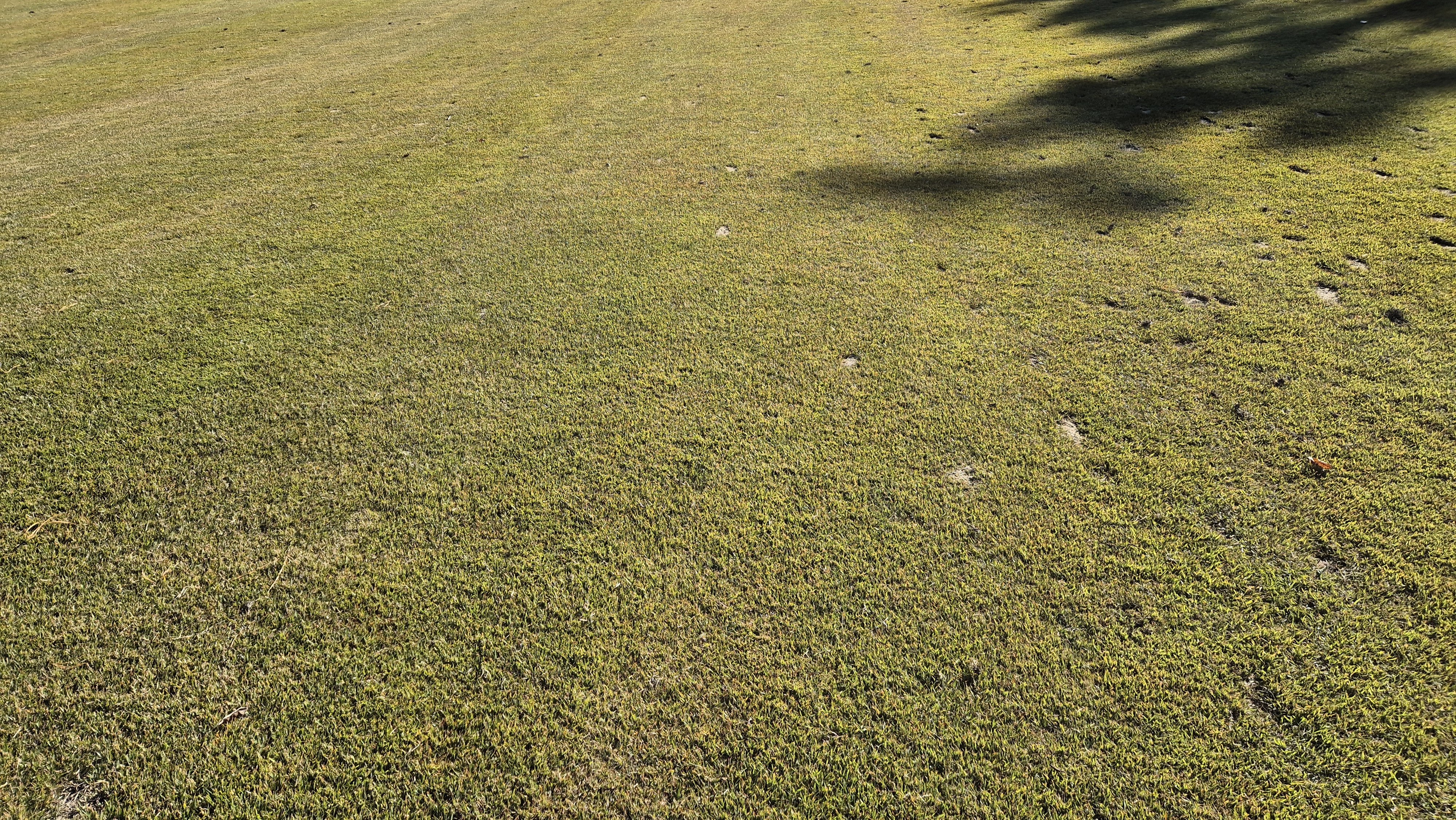 레이캐슬cc 코스 관리 상태