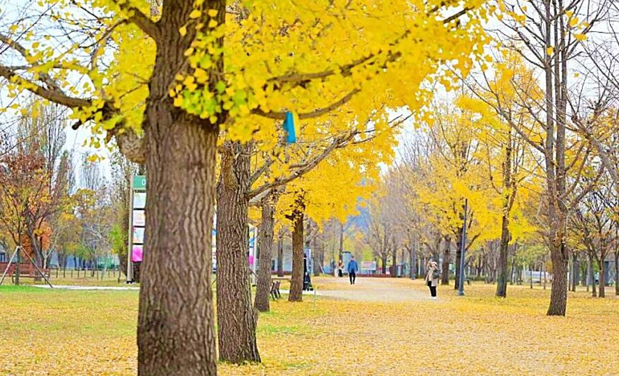 강천섬 은행단무 길