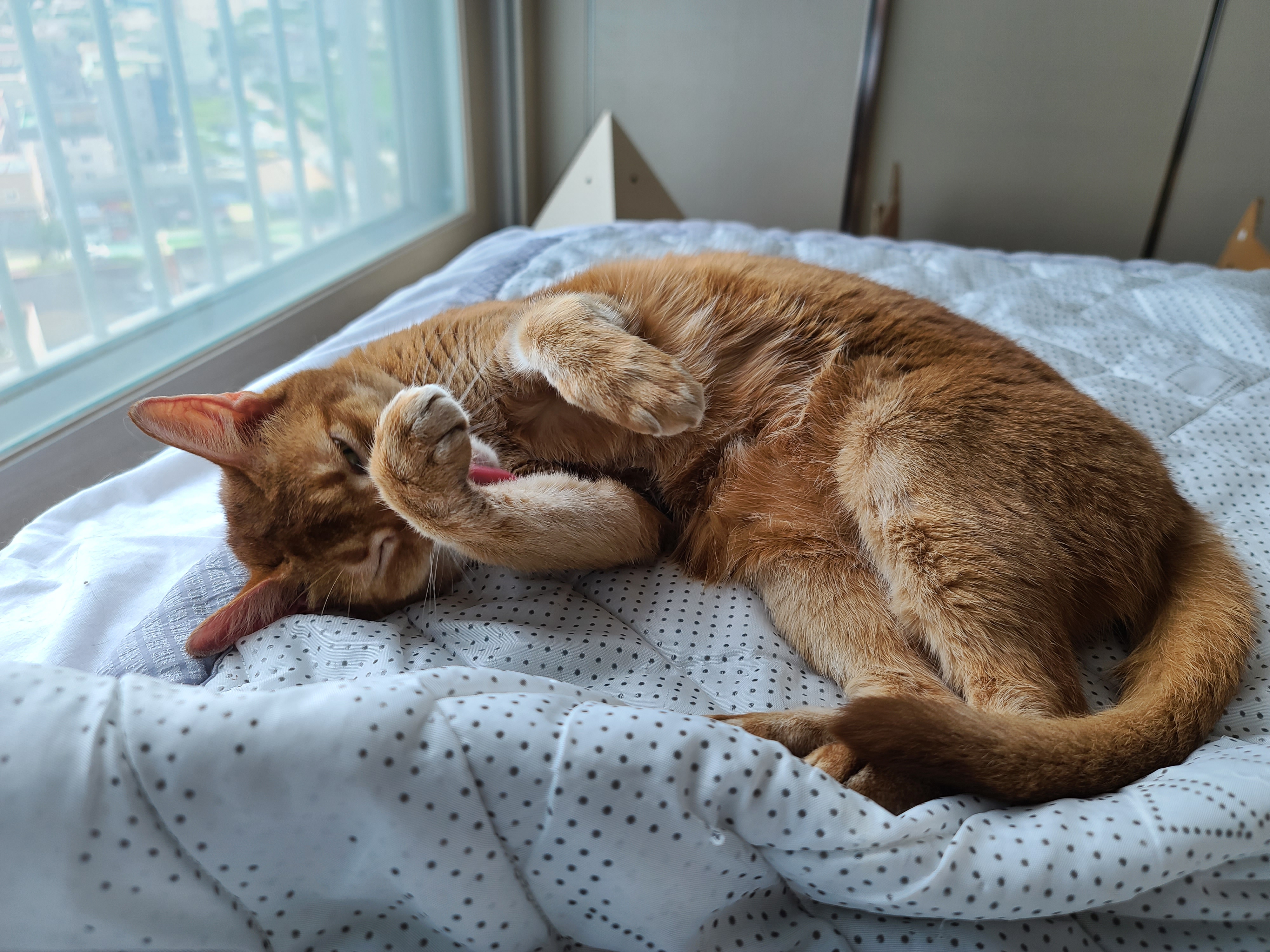 야무지게 그루밍 하는 고양이들. 아비시니안 루나와 치즈냥이 호야.