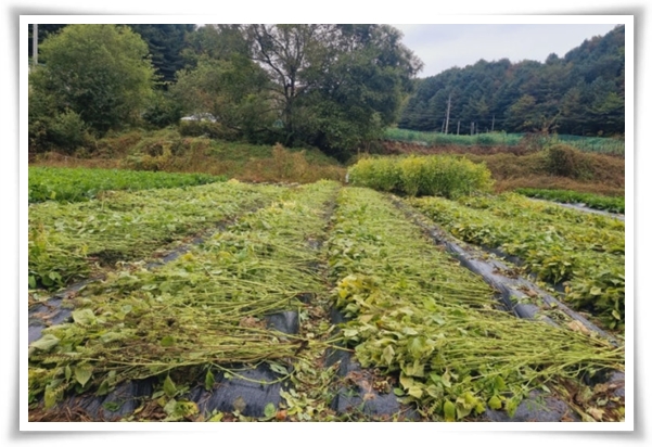 &quot;10월, 들깨 수확해야 해요!&quot; 건강과 맛을 한 번에 얻는 들깨 수확법!