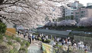 은평의 봄 2024 불광천 벚꽃축제 기본일정 및 프로그램 소개 (김범수 진성 코요태 김소현 하이키 출연) 은평 불광천 봄꽃 마라톤 대회 소개