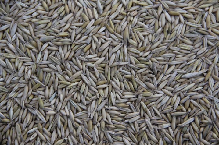 슈퍼푸드의 탄생: 유전자 조작으로 더 건강한 작물 만들기