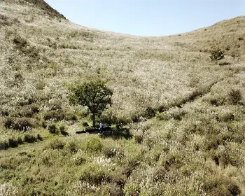 황매산 억새축제_26