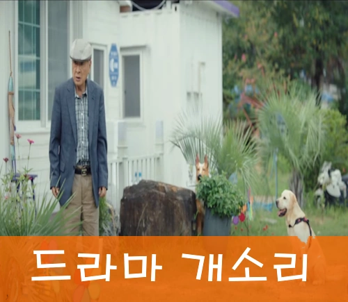 드라마 개소리 정보