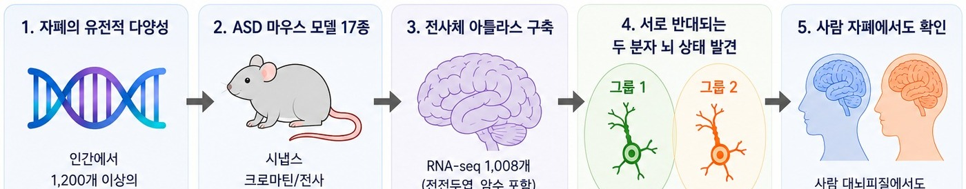 자폐 유전자 두 갈래 지도, 1200개 원인 유전자 분자 상태로 나뉘어 맞춤 치료 기대 참고 이미지 2