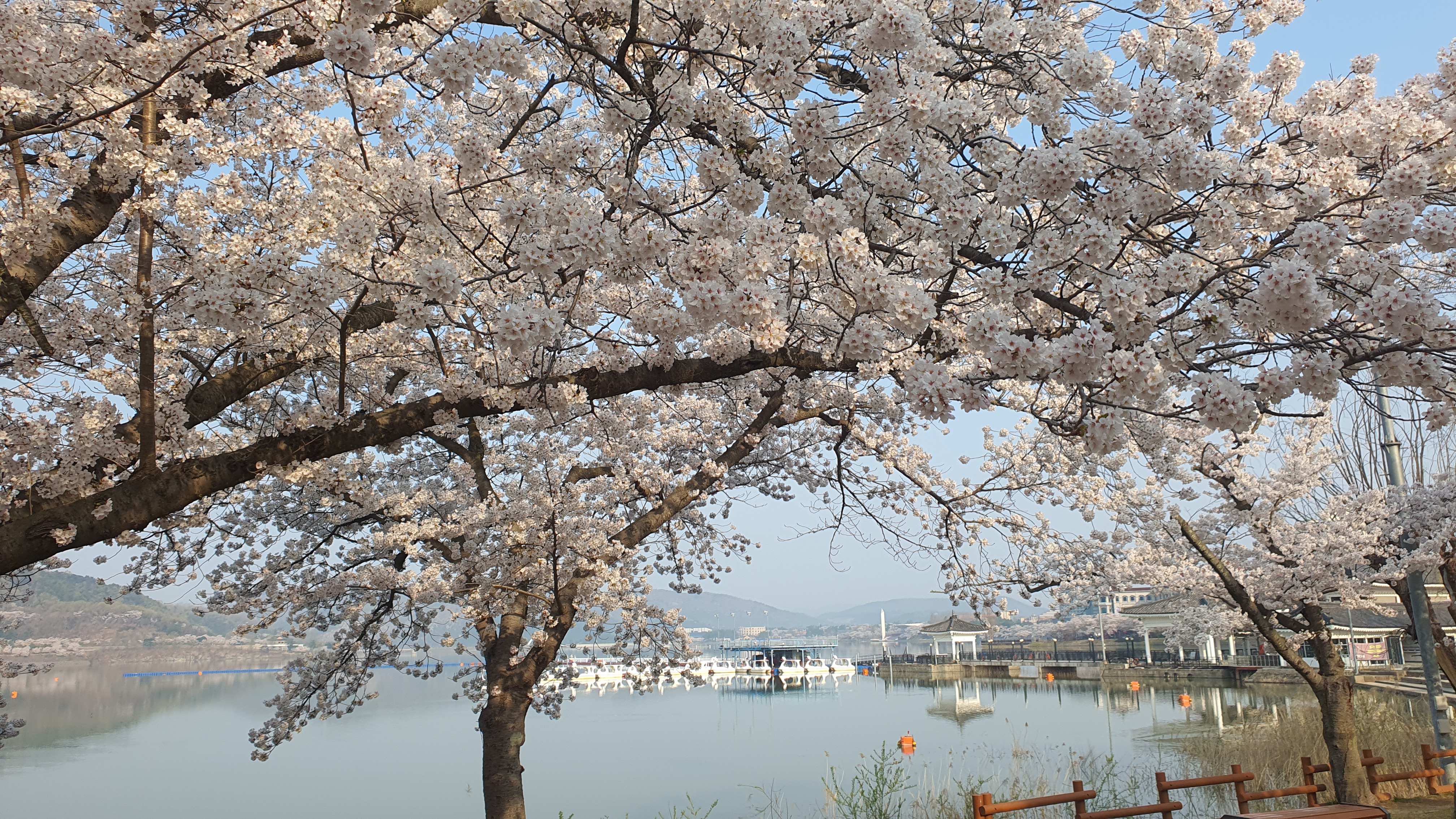 경주 보문관광단지 벚꽃