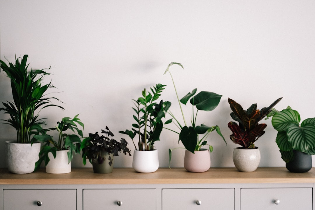 Plant