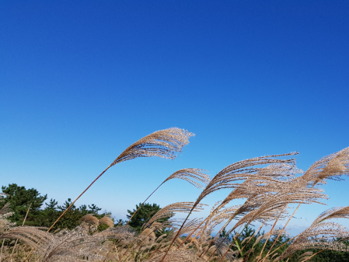 해운대장산억새밭