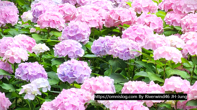 수국 水菊 hydrangea flower