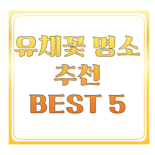 유채꽃 명소 추천 BEST 5: 지금 가기 좋은 국내 봄 여행지 총정리