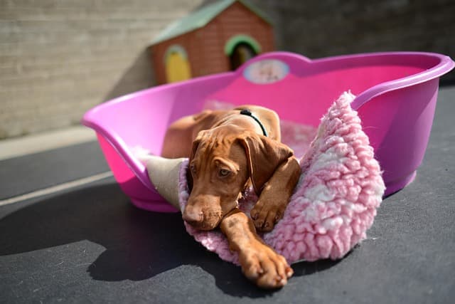 canine atopic dermatitis