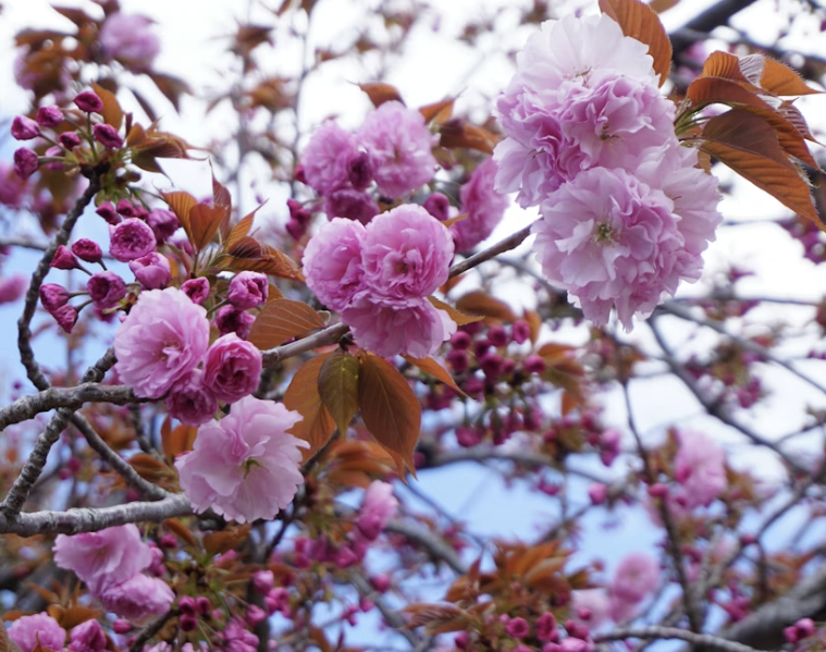 2026 벚꽃 개화시기 및 일정