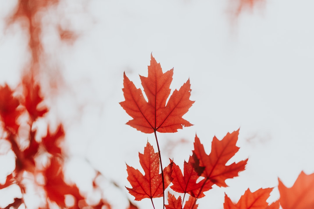 Maple