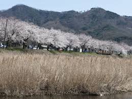  주산벚꽃축제 기본일정과 프로그램 소개