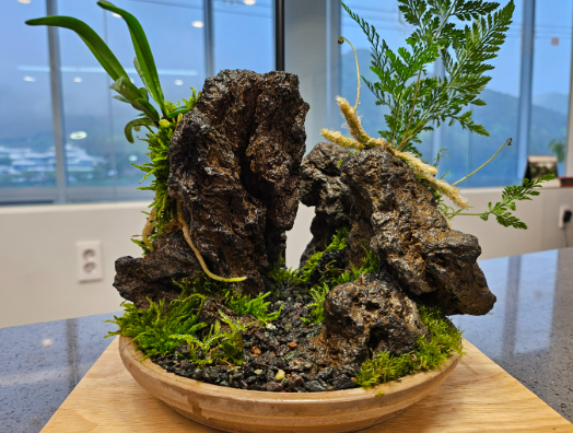 석부작 초보자를 위한 기초 개념과 특징 인기이유 정리