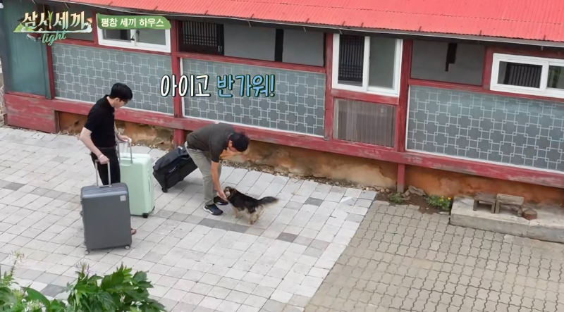 삼시세끼 라이트 강아지 복구