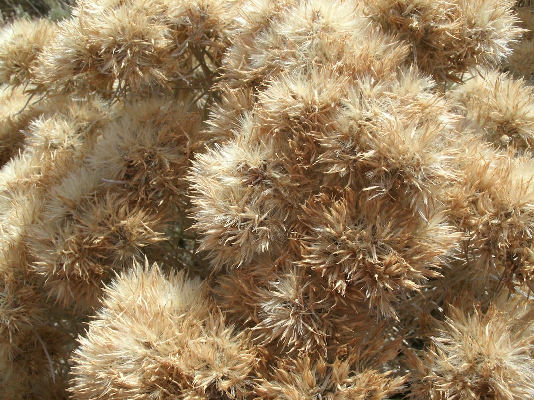 황태채 (dried pollack)