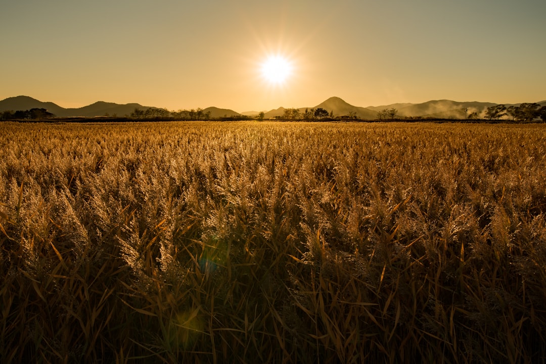 KBO (Korea Baseball Organization)