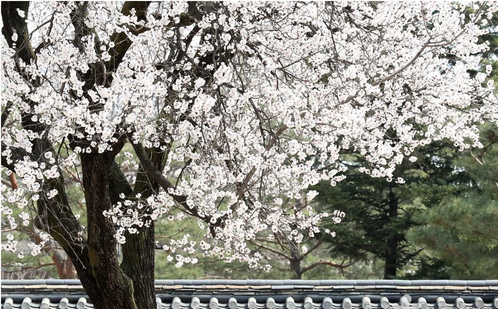 벚꽃 사진 촬영 팁_경복궁 벚꽃 사진