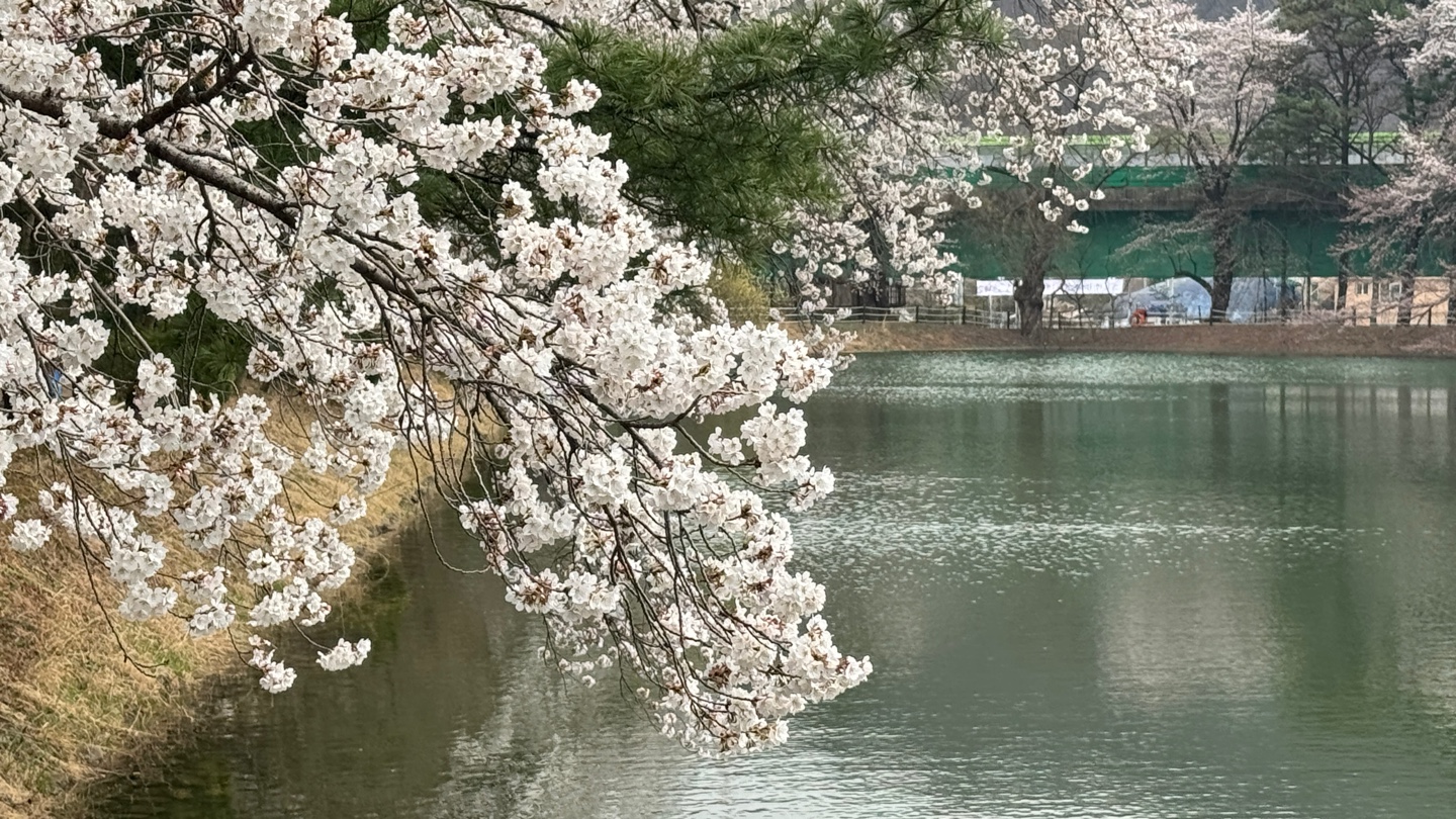 청평 벚꽃축제