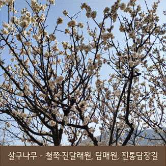 화담숲 예약 모노레일