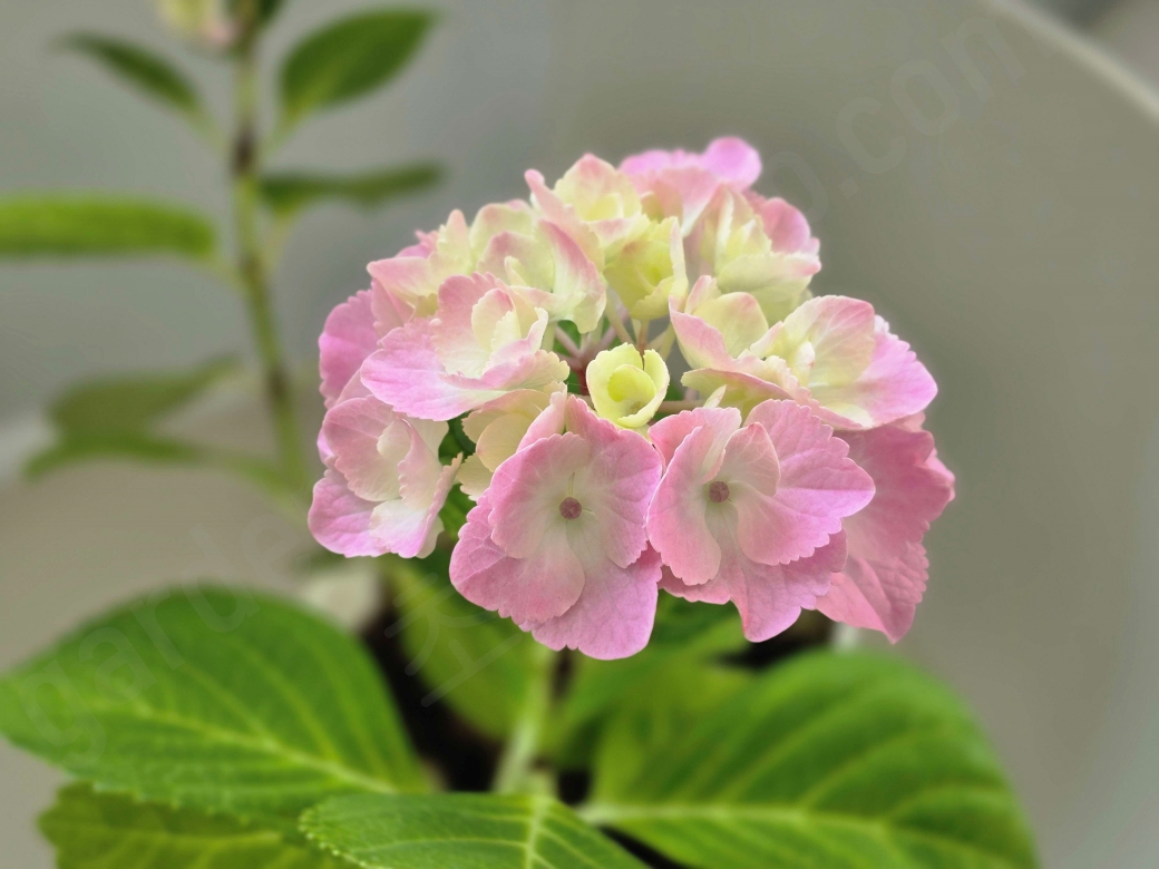 피어나는 수국 꽃