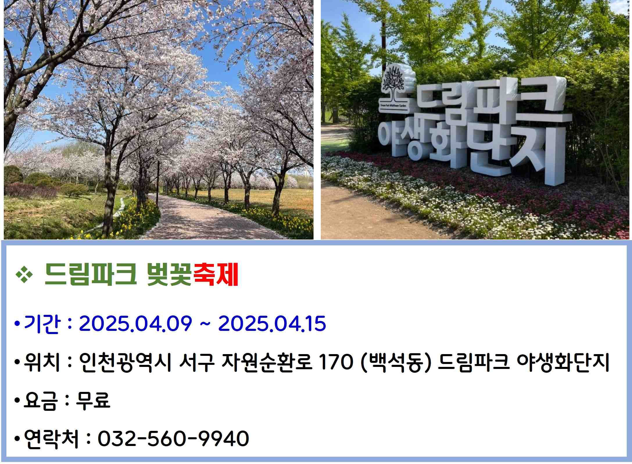 드림파크 벚꽃축제