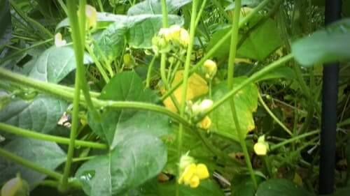 팥꽃-적두꽃-피는시기-개화시기-꼬투리가-비대시기