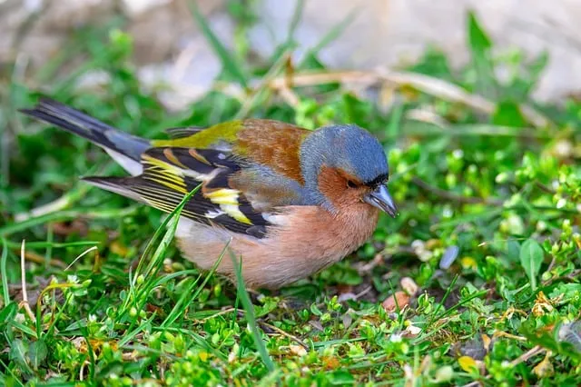 텃밭 가꾸기 모종 선택 파종 시기 물주기 비료 초보 가이드_8