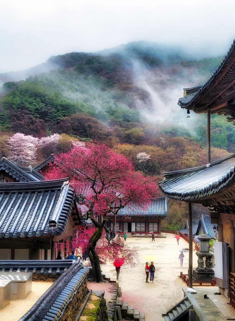 구례 화엄사 홍매화 개화시기