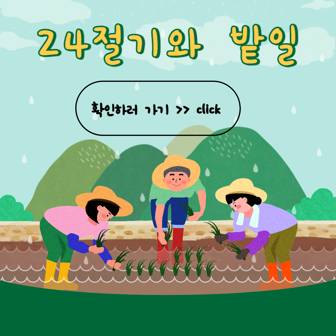 옥수수 수확시기