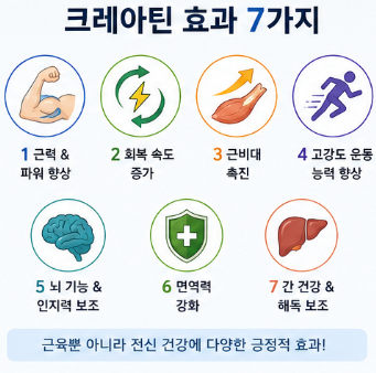 크레아틴-효과-복용법-복용량-부작용-추천-제품
