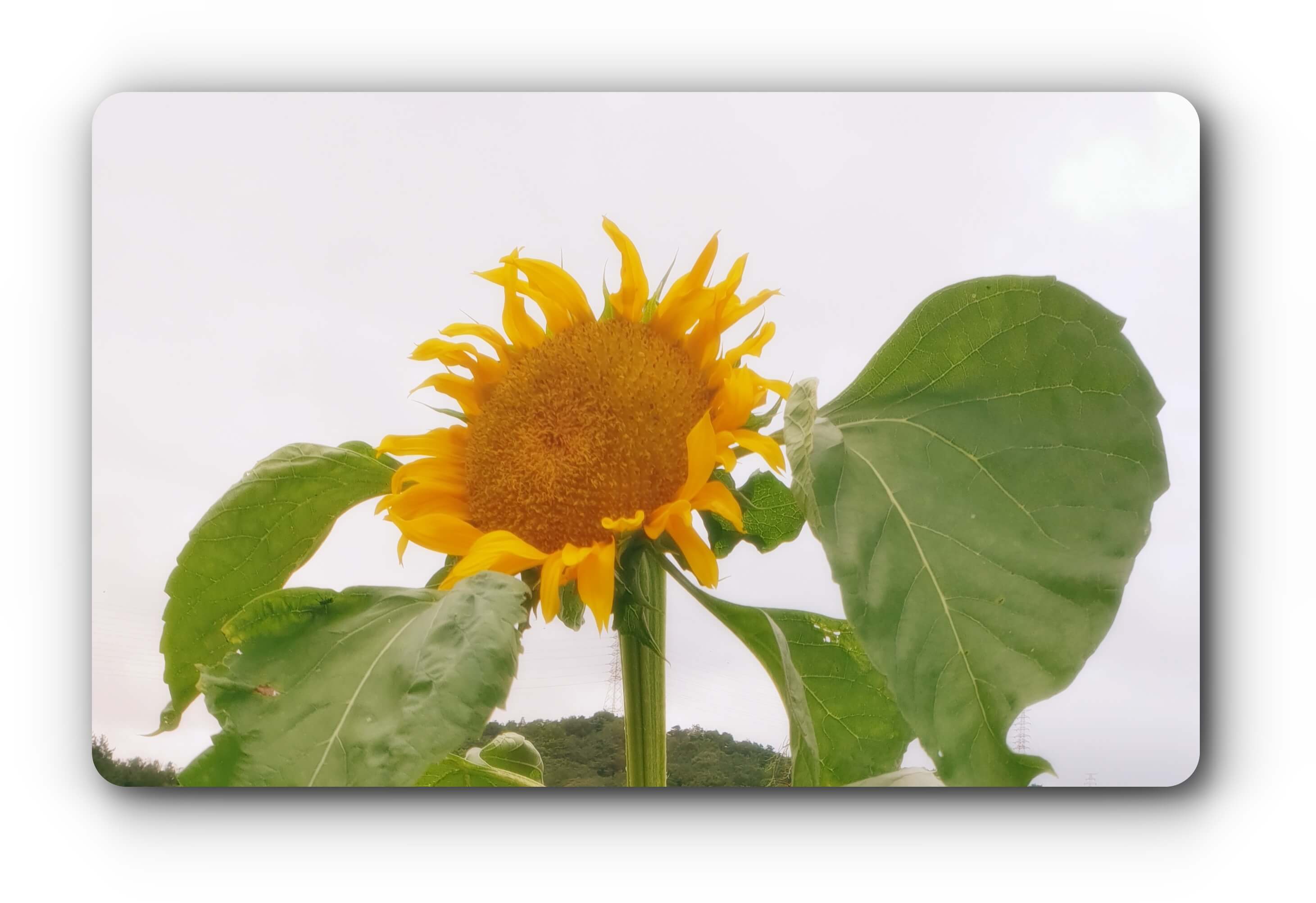 첫-사랑-바라보는-해바라기