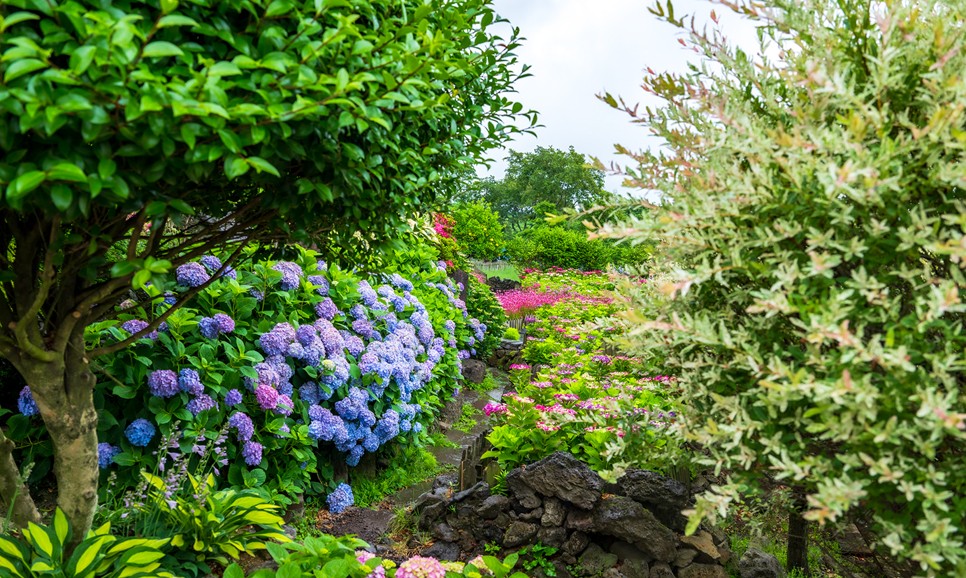 제주 마노르블랑 수국축제
