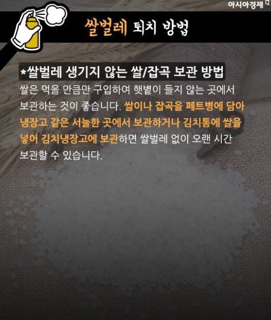 독한 술을 화장솜에 적셔 쌀벌레를 퇴치하는 모습