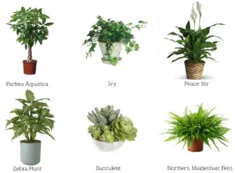 집에서 기르기 쉬운 실내 식물 추천_7