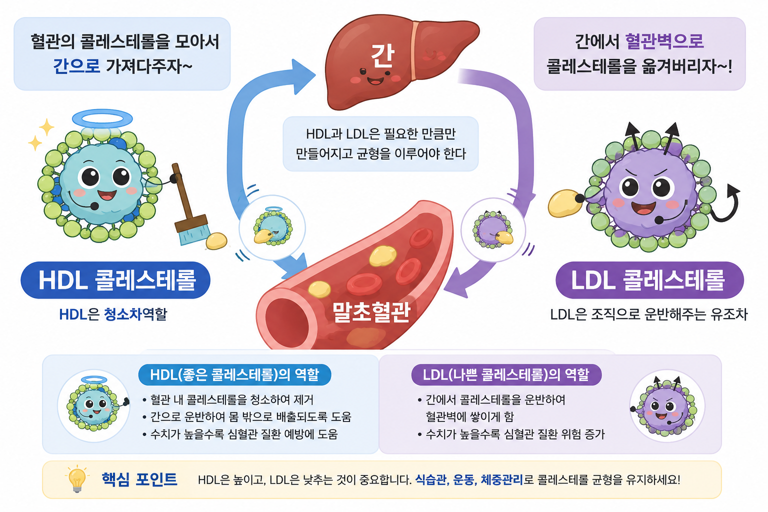 HDL과 LDL의 역할과 균형