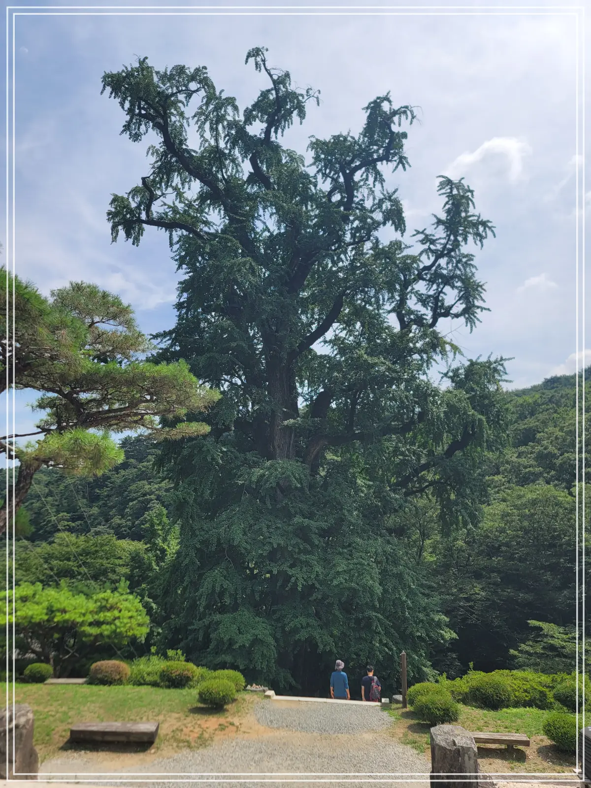 용문사-20250808_140034